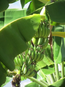 Banana Tree