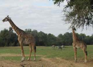 giraffes:zebras