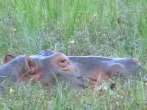 hippo mutching on grass