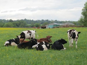 Neighborhood Cows, also Pristine and Seemingly Clean